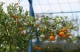 Les Jardins Fruitiers de Laquenexy - Atelier Adulte
