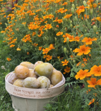 Les Jardins Fruitiers de Laquenexy - Stage Adulte