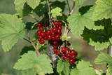 Les Jardins Fruitiers de Laquenexy - Stage Adulte