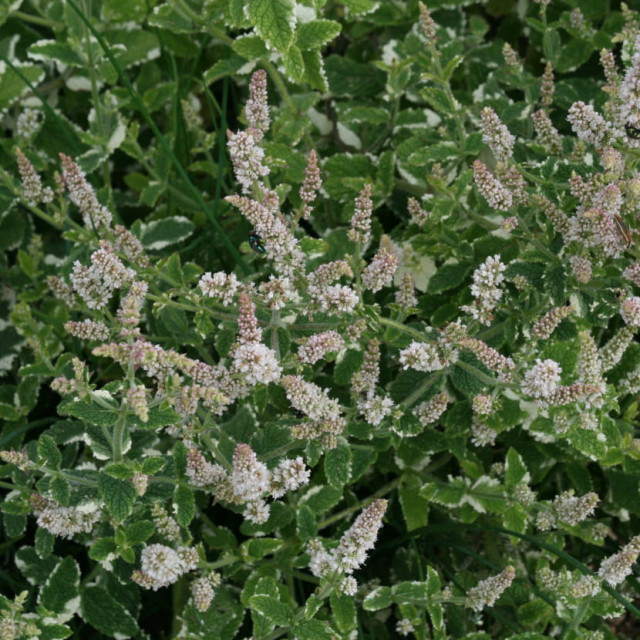 ajp-menthe830-211
