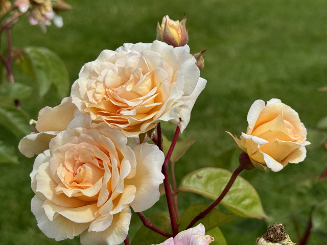 Les Jardins Fruitiers de Laquenexy - Stage Adulte - © CD57 Les Jardins Fruitiers de Laquenexy - Stage Adulte