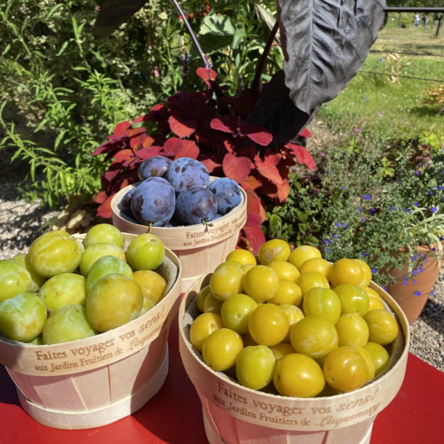 jjf-prunes-mirabelles830-183 jjf-prunes-mirabelles830-183