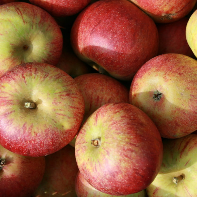 ajp-pomme830-221 ajp-pomme830-221