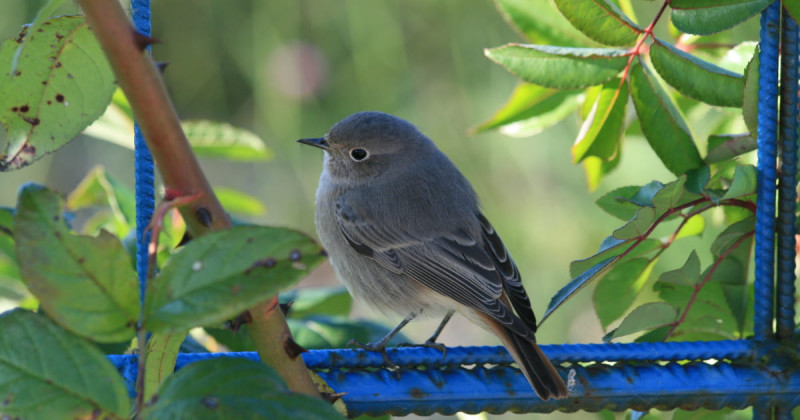 ajp-vole-192