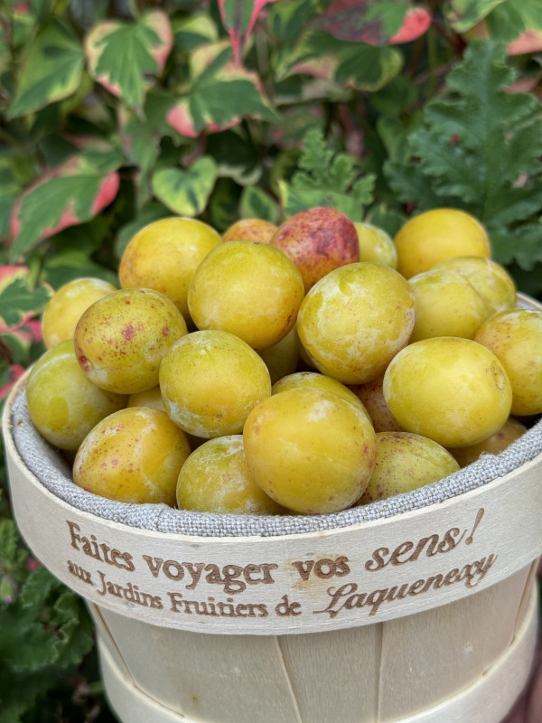 Les Jardins Fruitiers de Laquenexy - Stage Adulte