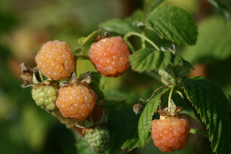 Les Jardins Fruitiers de Laquenexy - Stage Adulte - © CD57 Les Jardins Fruitiers de Laquenexy - Stage Adulte