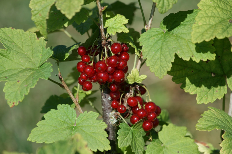 Les Jardins Fruitiers de Laquenexy - Stage Adulte - © CD57 Les Jardins Fruitiers de Laquenexy - Stage Adulte