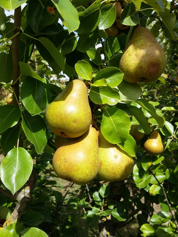 Les Jardins Fruitiers de Laquenexy - Atelier Adulte - © CD57 Les Jardins Fruitiers de Laquenexy - Atelier Adulte