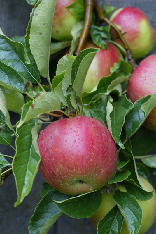 Les Jardins Fruitiers de Laquenexy - Atelier Adulte - © CD57 Les Jardins Fruitiers de Laquenexy - Atelier Adulte