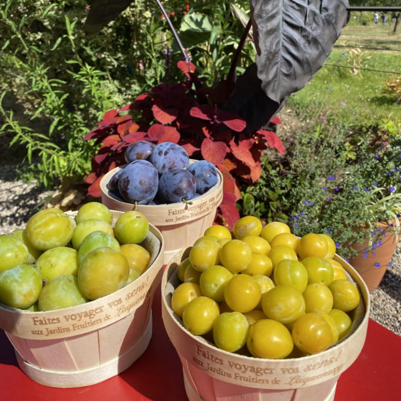 jjf-prunes-mirabelles830-183